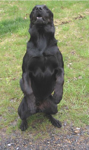 Ben - black Labrador Retriever