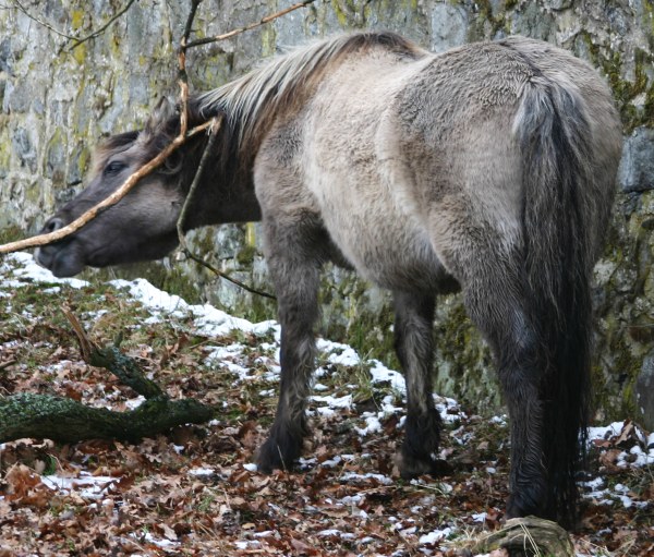Tarpan Sababurg Horse