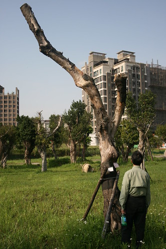 樹被當成盆栽任意移動，不斷衰亡，潘翰聲感到難過。