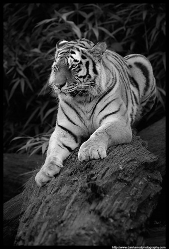 Anoushka, Amur Tiger, Black and White Study 