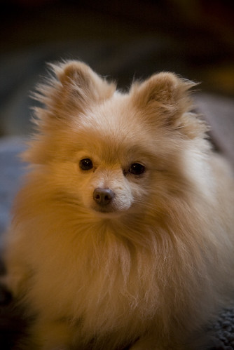 White Pomeranian Chihuahua Mix. White pomeranian is the dad;