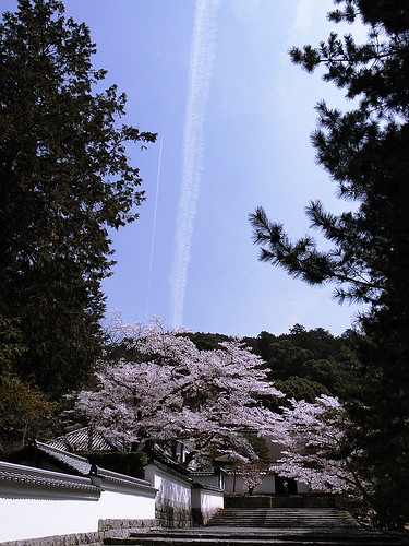 桜に飛行機雲