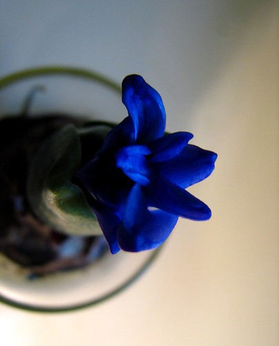 Hyacinths (Bulb project from <a href="http://Notsocrafty.com">notsocrafty.com</a>