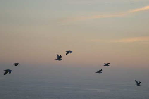 gulls at sunset