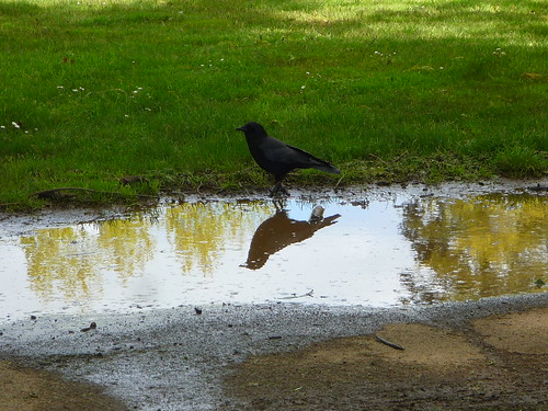 Mr. Crow and friend
