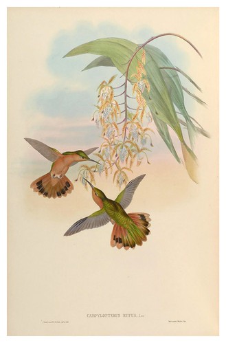 008-An introduction to the Trochilidae or family of humming-birds- Vol 2- 1861-John Gould