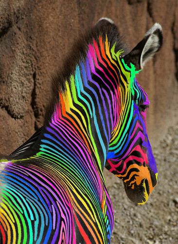An  Extreemely Rare Rainbow Zebra