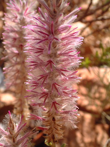 australian desert plants