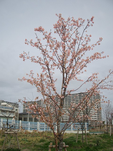 今日は汐入公園で開園２周年記念祭が開かれ...