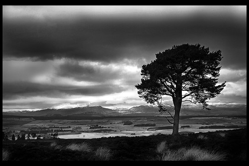 black and white tree photos. Black and white tree