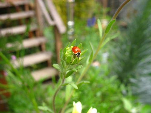 Ladybug on Layia platyglossa