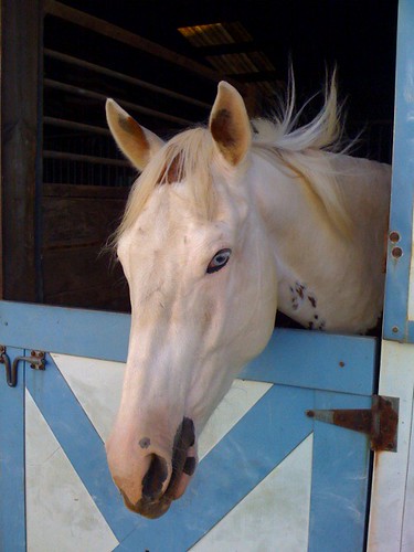 beautiful blue eyes pictures. The horse with eautiful blue