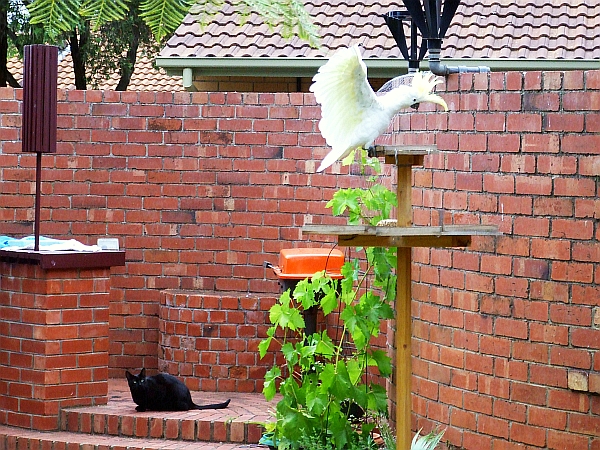 cockatoo and cat