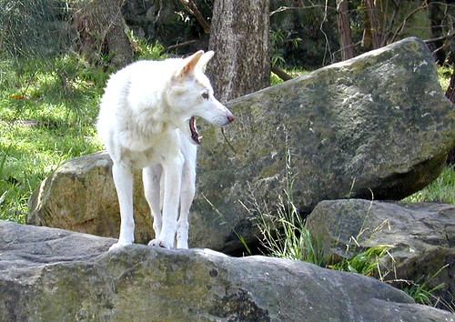 Rare shot of white dingo. by staminaplus100, on Flickr