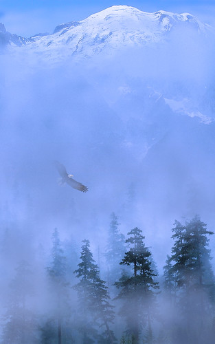 Eagle Mountain Mist