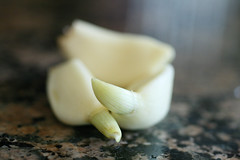 싹튼 마늘 (Sprouted Garlic)