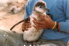 baby peruvian Humboldt penguin