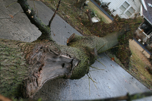 Fallen Mossy Tree