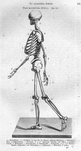 human anatomy skeleton. Human Anatomy Diagram And