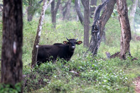 gaur cow bandipur 260408