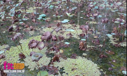 So depressing to look at this Bishan Park lotus pond