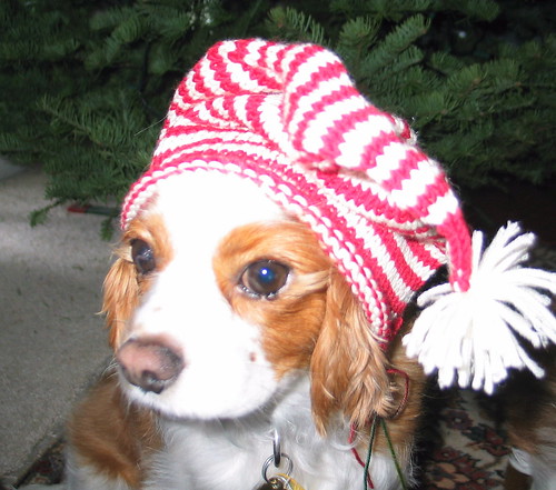 Puddles Candy Cane Hat