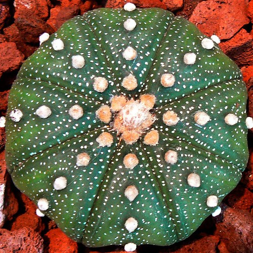 Squared Circle Star Cactus