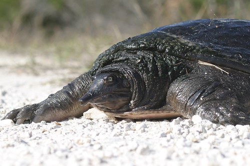 Florida Softshell Turtle (I think)