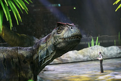 Allosaurus - The Lion of the Jurassic