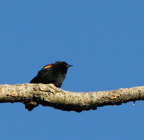 red-shouldered blackbird forest park 100208