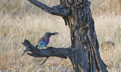 our second kill, the lilac breasted roller with a armoured grasshopper