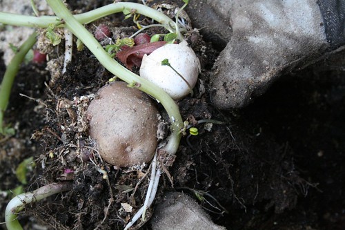 potatoes from the compost