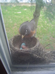 Mama Robin checking on her babes