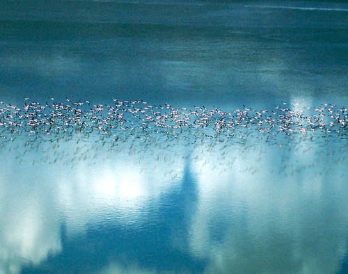 flamingo migration makgadikgadi pan