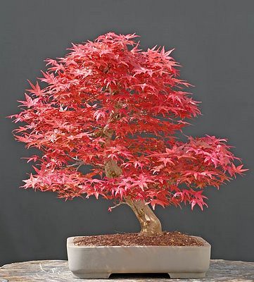 red japanese maple bonsai. Deshojo Japanese Maple bonsai