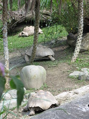 20090418-大烏龜