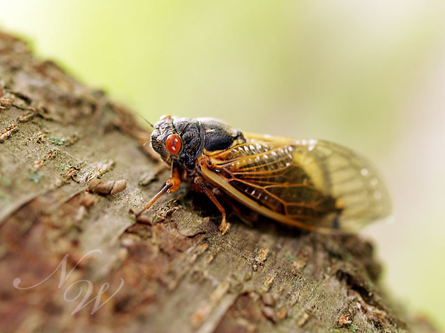 cicada side
