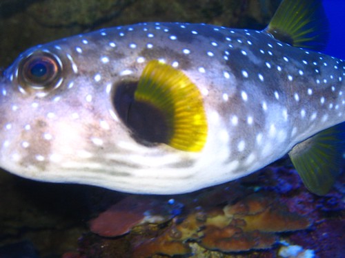spotted fish close-up