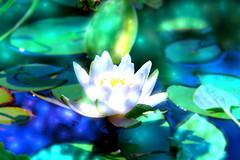 water lily, processed