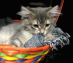 Stacy - a Beautiful Gray Kitten - She Melted My Heart - and then She Made Flickr Explore
