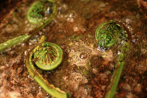 Frying the fiddleheads