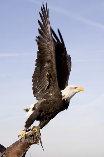 Eagle15.jpg