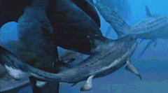 13 Hybodus shark attack poor old fat Leedsycthis
