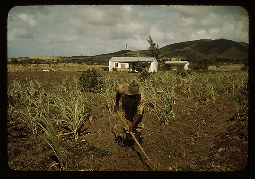 Farm Security Administration borrower cultivating his sugar cane field, vicinity of Frederiksted, St. Croix, Virgin Islands. He lives in one of the homestead houses  (LOC)
