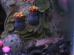 Mona the african dwarf frog.