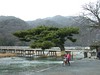 日本京都行屋與樹之美DSCN5487