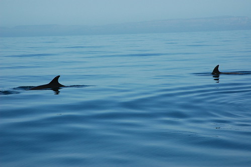 Dolphins in the blue Sea of Cortez, near La Paz, Baja California Sur, Mexico waters by Wonderlane