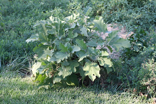 The Eggplant Plant