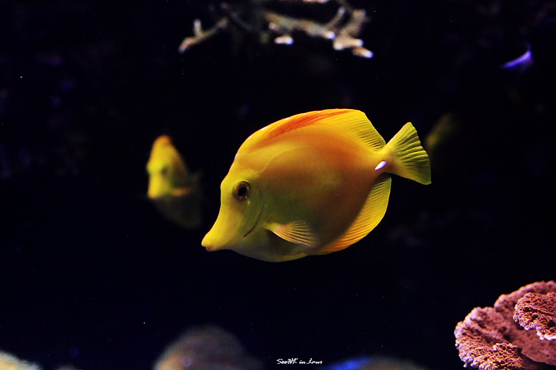 Yellow Sub @ London Aquarium