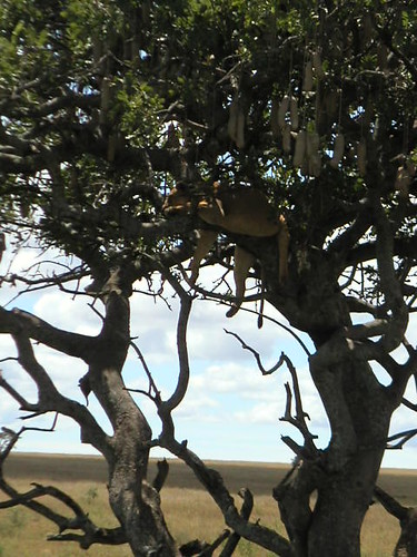 lionne-arbre